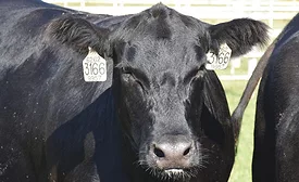 Black Cow