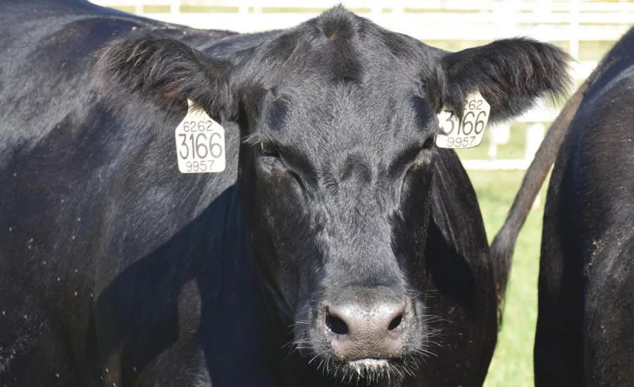 Black Cow