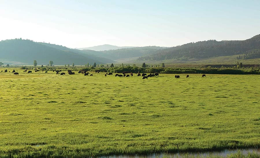 Bison Ranch