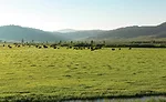Bison Ranch