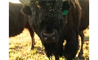 Closeup of Bison Closeup of Bison