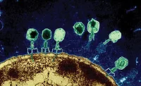 A Group of Phages A Group of Phages