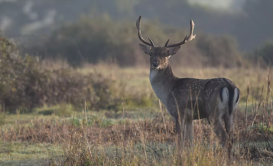 Young Buck in Field