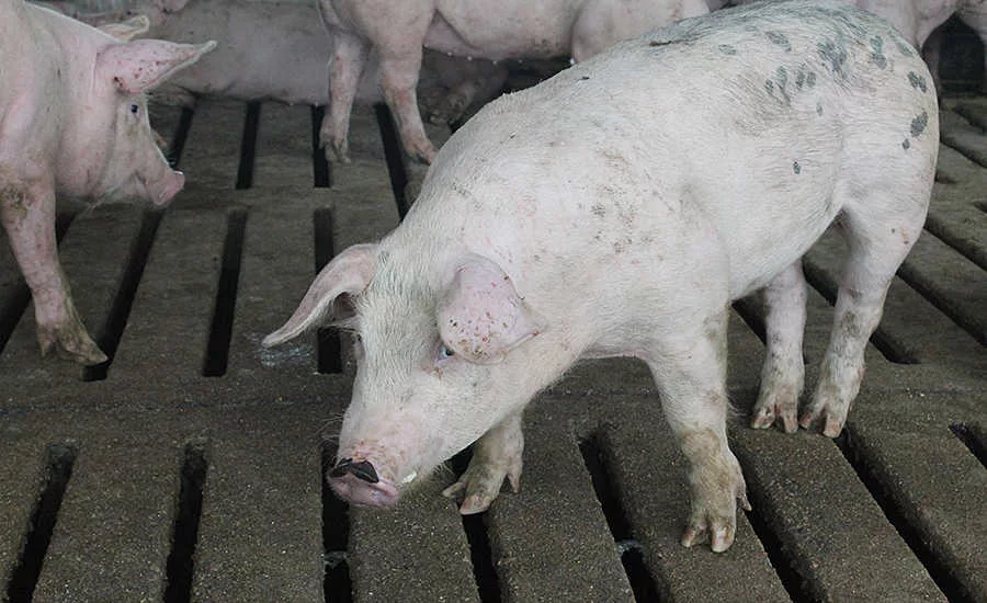 Pigs