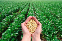 soybeans in hand, farm field 