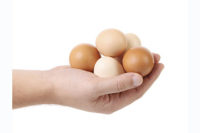 eggs, animal handling