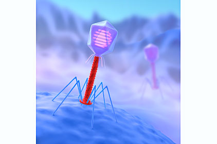 Phages FT