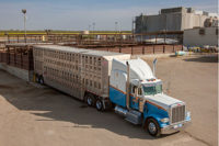 semi truck, cattle ranch