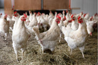 chickens, chicken industry 