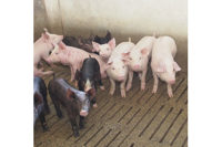 pork, pork processing