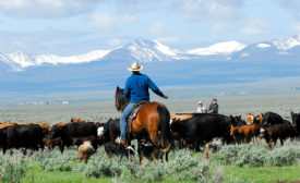 America's beef farmers and cattle ranchers are expanding their herds