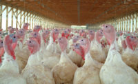 Domestic turkey, domestic poultry, turkey supply