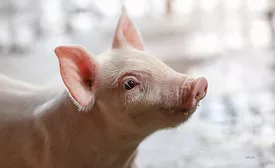 Close up of a young pig with a blurred background.
