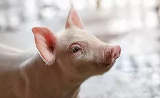 Close up of a young pig with a blurred background.