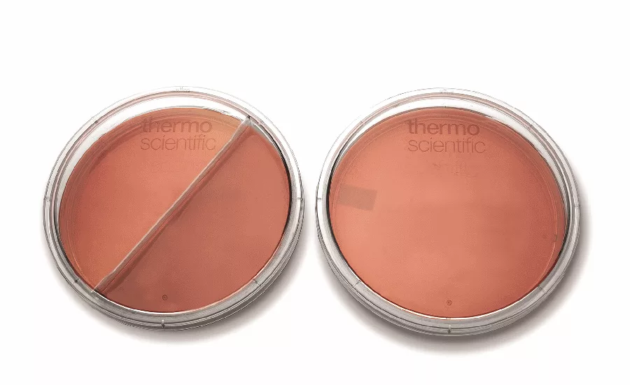 Thermo Fisher plates