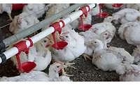 Cumberland Poultry IPPE Cumberland Poultry IPPE