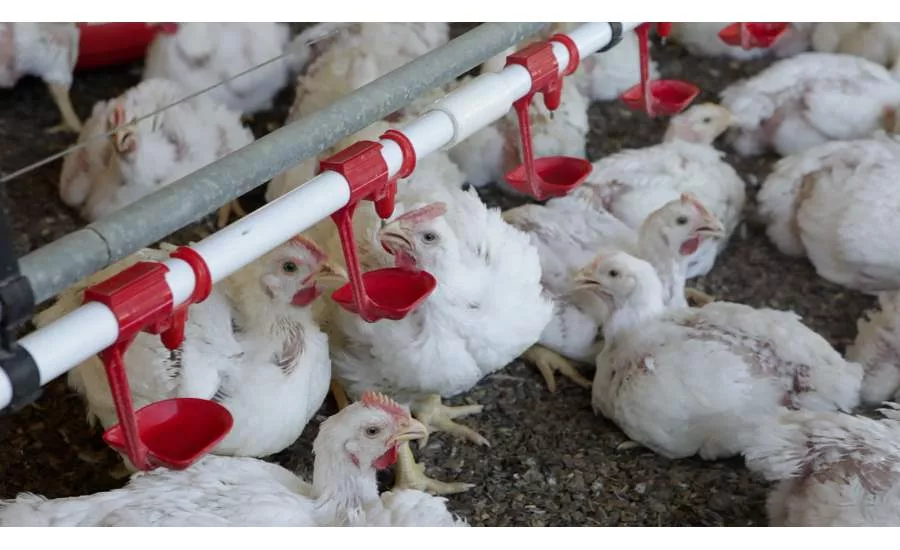 Cumberland Poultry IPPE