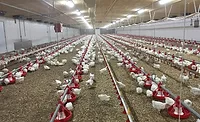 Cumberland Poultry litter safety