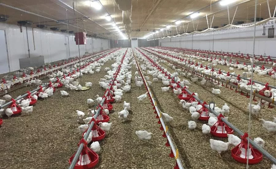 Cumberland Poultry litter safety