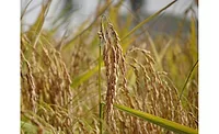Beneo Organic Rice Starch Beneo Organic Rice Starch