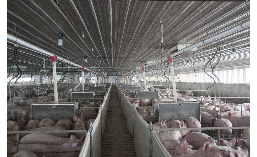 AP swine farms