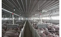 AP swine farms AP swine farms