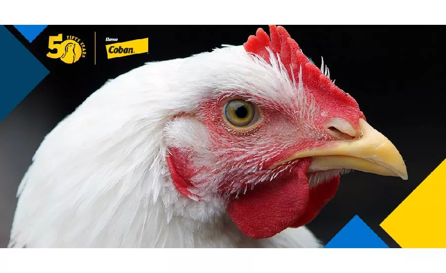 Elanco Coban coccidosis control