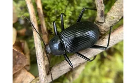 Poultry producers reduce losses by controlling darkling beetle problems