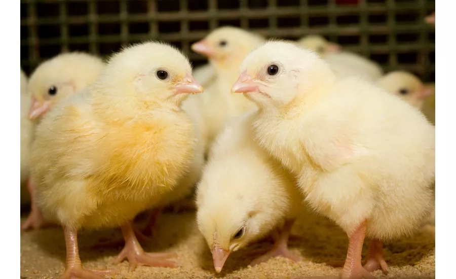 Inteprity, for extended feeding programs