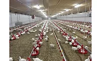 Cubberland chicken houses Cumberland chicken houses