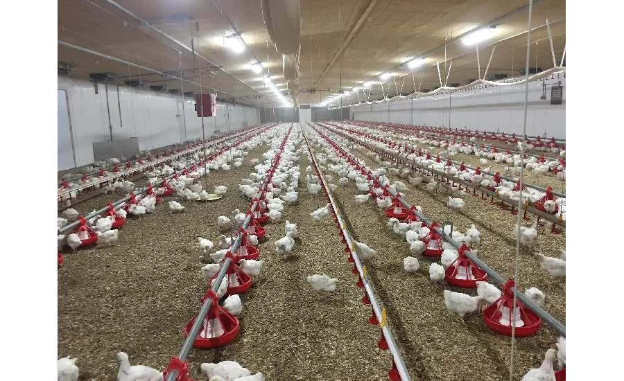 Cumberland chicken houses