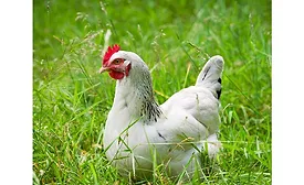 Symrise Diana Foods organic chicken ingredients