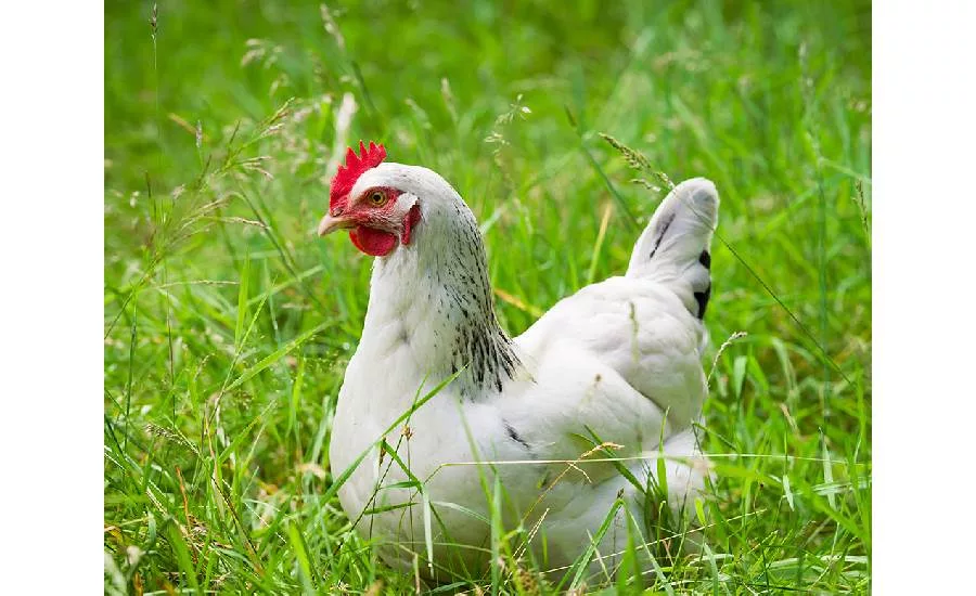 Symrise Diana Foods organic chicken ingredients