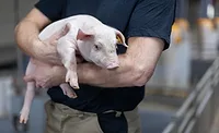 Hamlet Protein Swine Nutrition conference Hamlet Protein Swine Nutrition conference