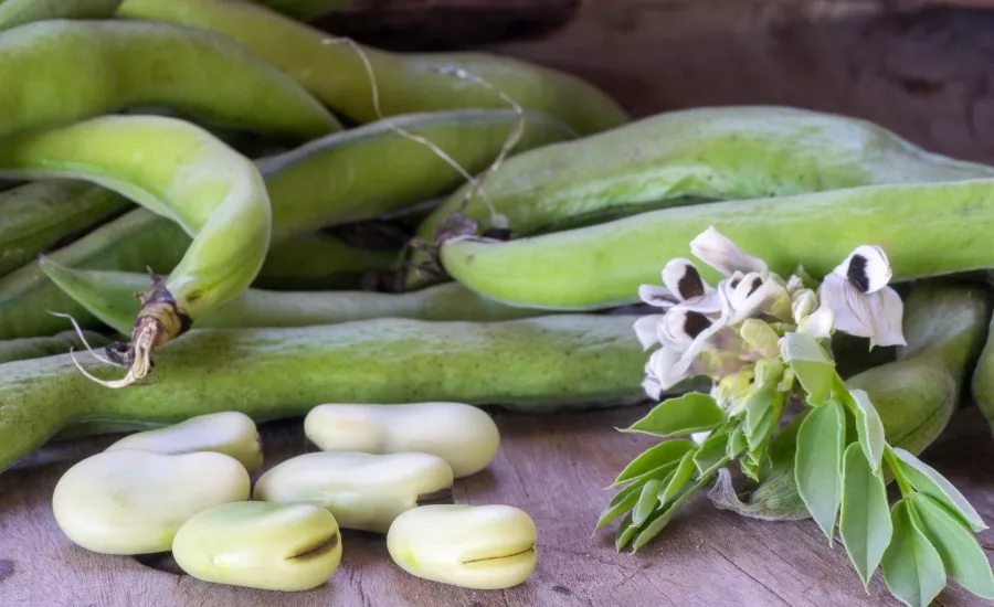 BENEO faba beans