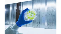BioBetter breaks bottleneck in cultivated meat with tobacco plants BioBetter breaks bottleneck in cultivated meat with tobacco plants