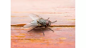 Elanco introduces CyLence name expansion in insecticide portfolio