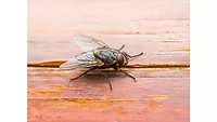 Elanco introduces CyLence name expansion in insecticide portfolio Elanco introduces CyLence name expansion in insecticide portfolio