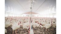 How to reduce Salmonella in live-side poultry production