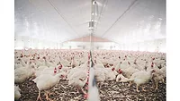How to reduce Salmonella in live-side poultry production