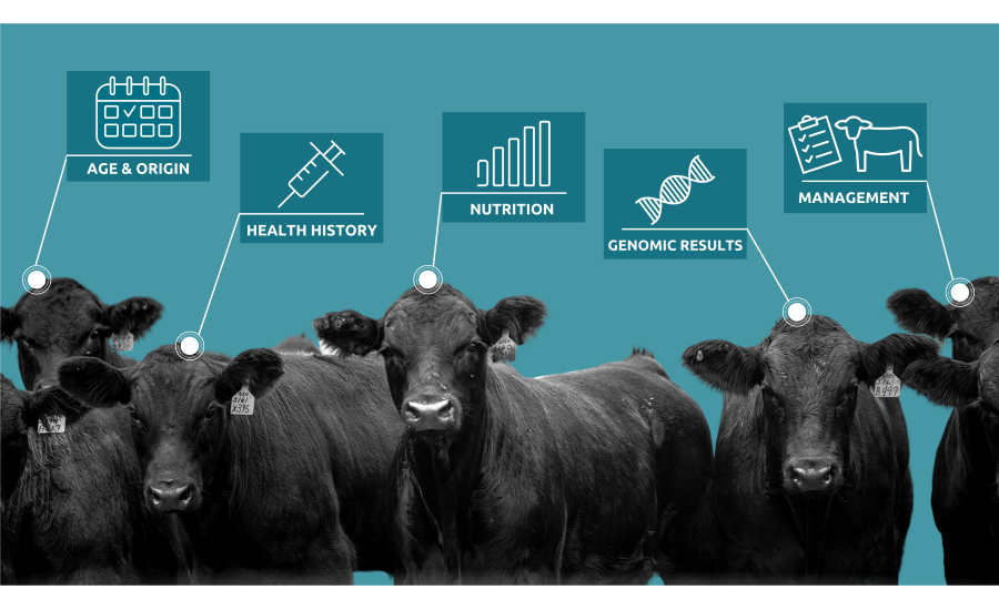 Superior Livestock Auction partners with Zoetis' digital BLOCKYARD platform