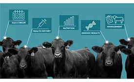 Superior Livestock Auction partners with Zoetis' digital BLOCKYARD platform