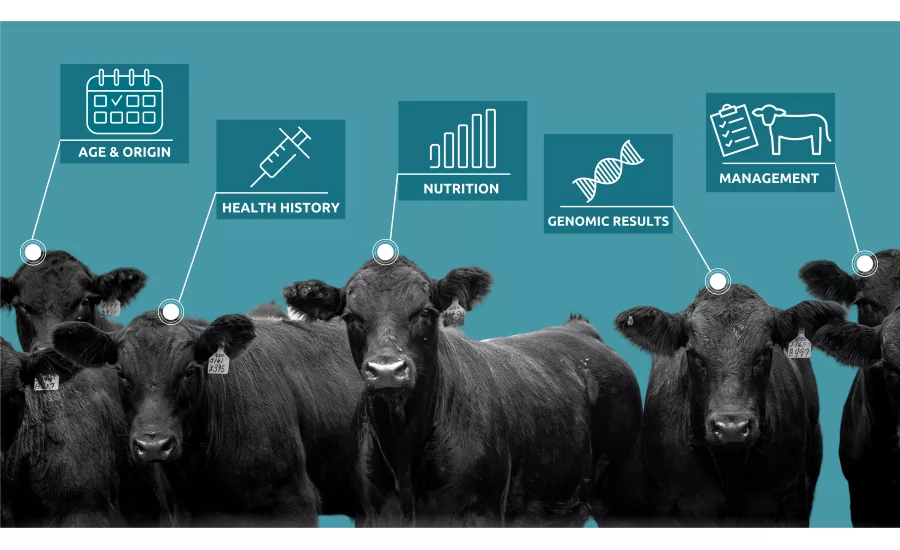 Superior Livestock Auction partners with Zoetis' digital BLOCKYARD platform
