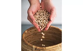 Merit Functional Foods debuts Peazazz pea protein for meat alternative applications