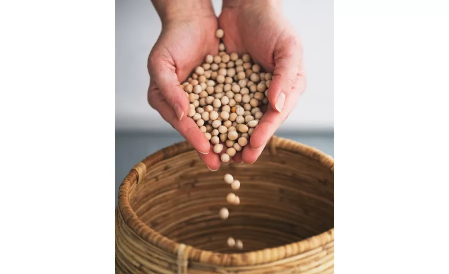Merit Functional Foods debuts Peazazz pea protein for meat alternative applications
