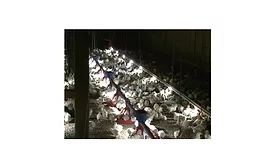 AviLighting900.jpg