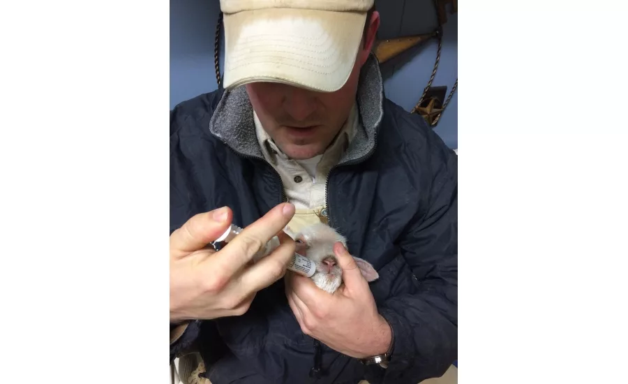 Lamb feeding 900.jpg
