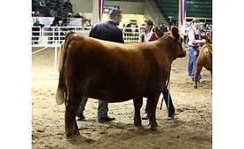 National Western Stock Show Sure Champ Champion 900.jpg