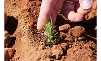 Field-to-Fork Organic Rosemary Solutions from Frutarom 900.jpg Field-to-Fork Organic Rosemary Solutions from Frutarom 900.jpg