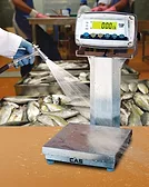 Alliance Scale checkweigher
